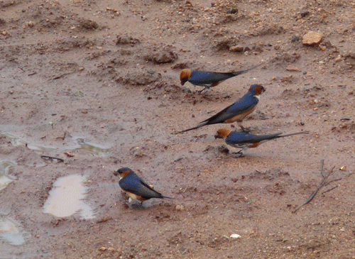 swallows-tsavo-kenya
