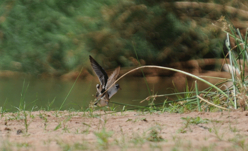 t-b-plovers-mating-07.gif