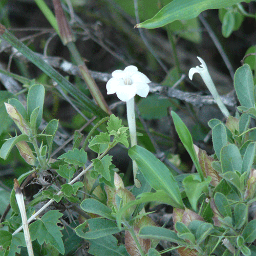 tall-white-flower-21jan08.gif