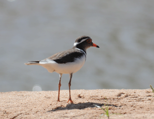 treble-banded-plover-01.gif