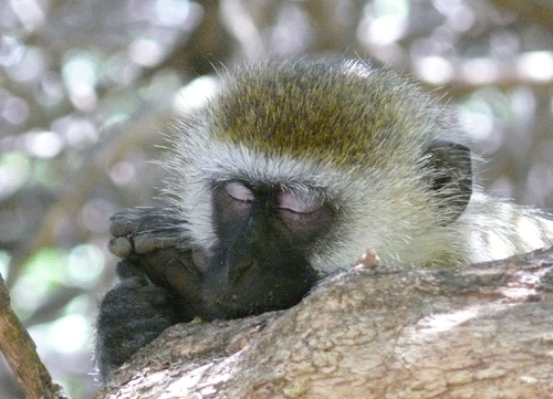 vervet-monkey-siesta.gif