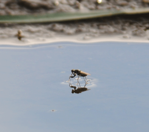 water-bug-02.gif