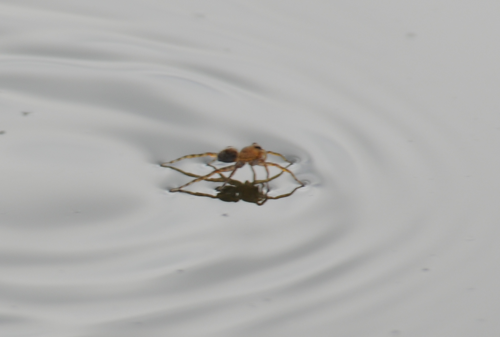 water-walking-spider-01.png