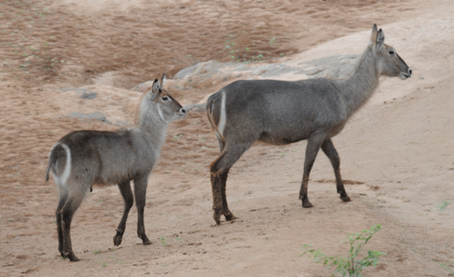 waterbuck-mother-and-baby.gif