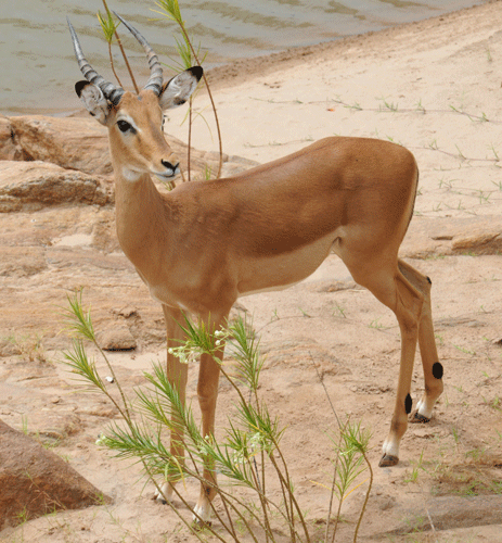young-impala-rams-17.gif