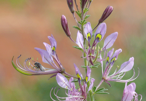 bee-purple-yel-eye-flower.gif