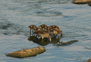 Egyptian-Geese-Goslings-A.gif