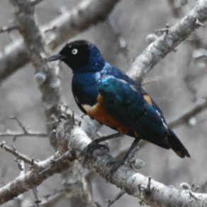 Superb-Starling-A.gif