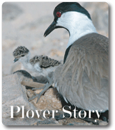 plover-story.gif